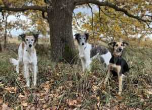 Freizeitpartner Longhairedwhippet